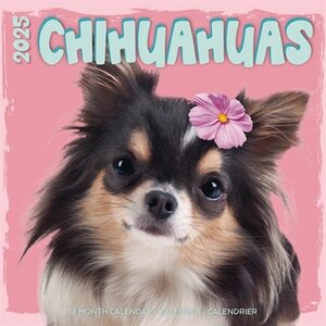 Kalender chihuahua studio 2025