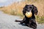 Trixie gatenbal natuurrubber met bel voor blinde of gehandicapte hond_