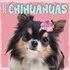 Kalender chihuahua studio 2025_